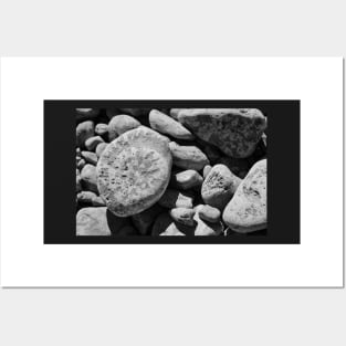 Fossils in Black and White Posters and Art